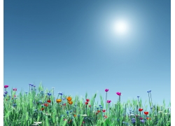 蓝天白云花朵麦子图片素材