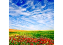 蓝天草地红花风景图片