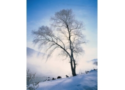 蓝天下雪地上的树木高清风景图片