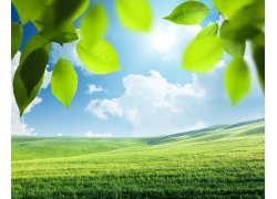 绿叶与蓝天白云草地风景