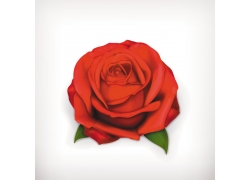 3D红色玫瑰花