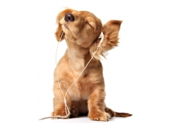 爱听音乐的狗图片