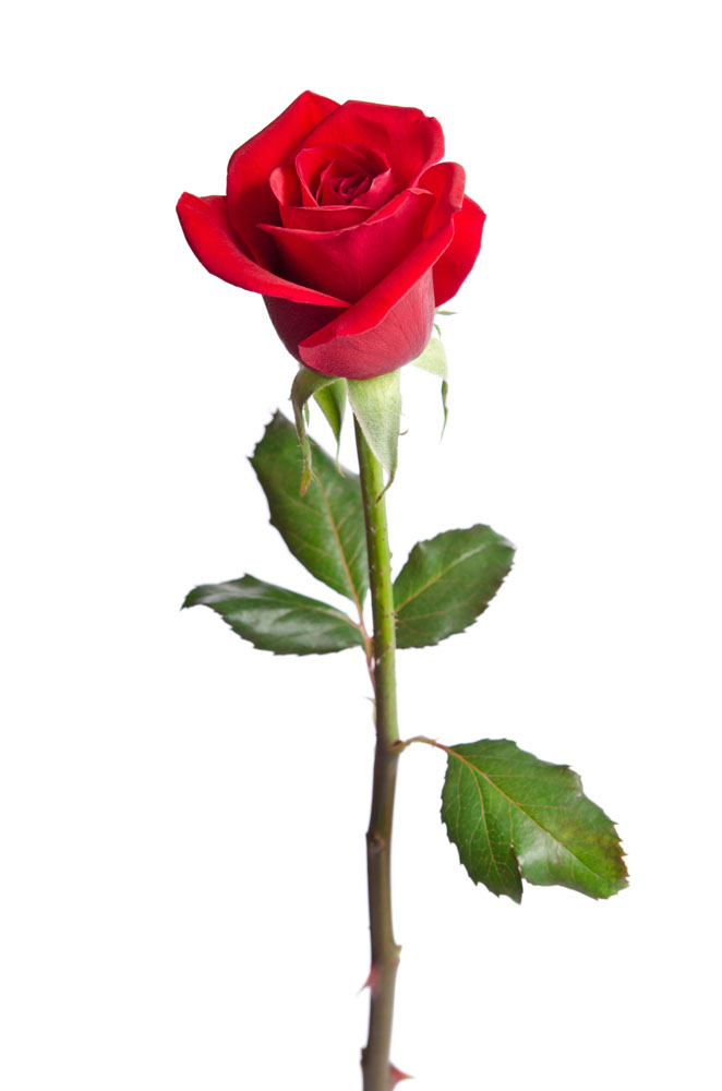 一支漂亮的玫瑰花图片
